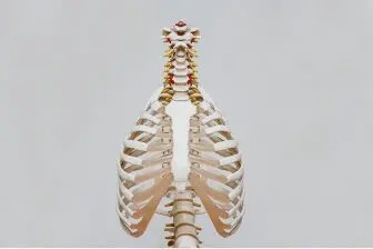 Spine Injury: Dissecting Auto Accident Injuries