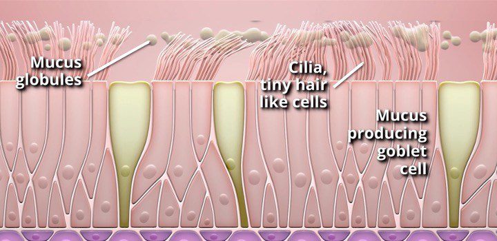 CSA Medical, RejuvenAir® System study