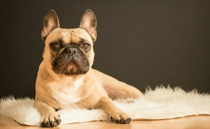 You should know the following 3 things about dog parasites