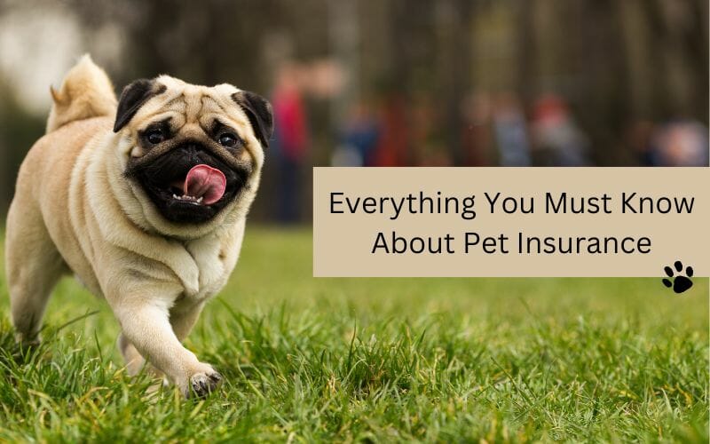 Everything You Must Know About Pet Insurance Plan