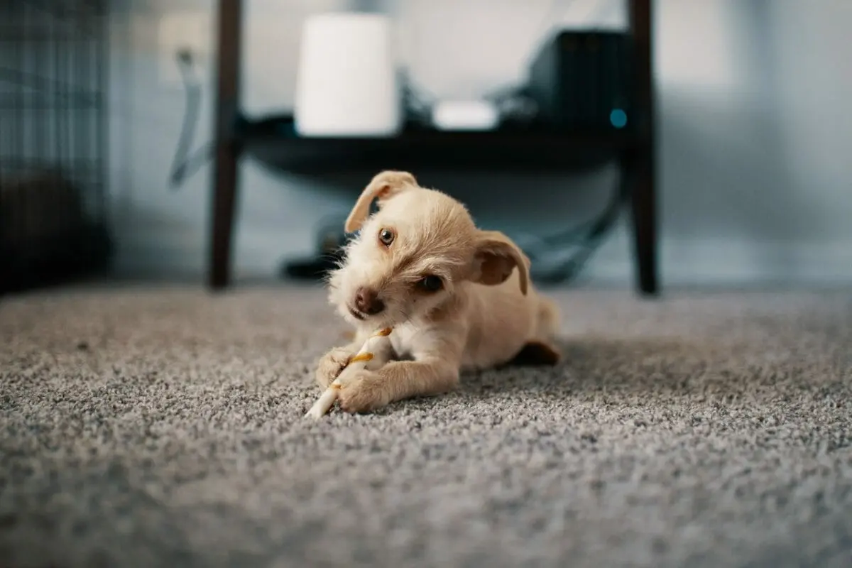 How To Get Rid of Pet Urine Odor 2 Carpet and pet urine odor