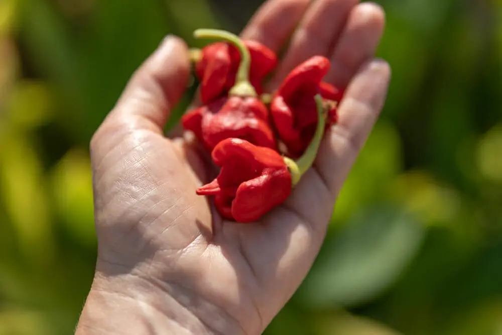 The Fiery Tale of the Carolina Reaper: The World's Hottest Pepper 6 Carolina Reaper