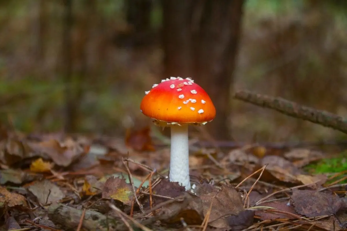 Before You Buy Amanita Mushroom Gummies: Essential Considerations 1 Amanita Mushroom Gummies