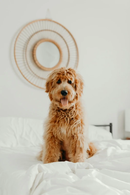 Goldendoodle