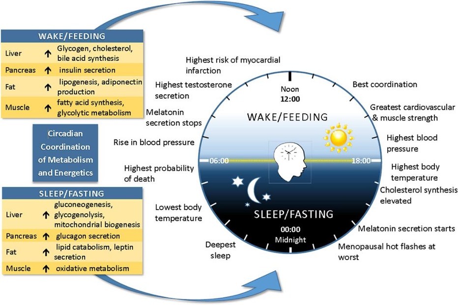 Circular diagram of circadian rhythm showing wake/feeding and sleep/fasting phases around a 24-hour clock with key hormonal and metabolic notes.