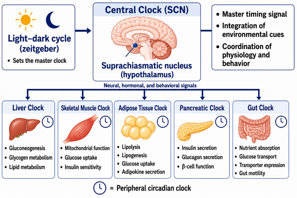 Infographic showing the brain’s central clock (SCN) and five peripheral clocks in liver, skeletal muscle, adipose tissue, pancreas, and gut. Light-dark cycle sets the master clock; the central clock coordinates neural and hormonal signals to regulate metabolism (gluconeogenesis, glycogen/lipid metabolism, glucose uptake and insulin sensitivity) and gut functions (insulin/glucagon secretion, nutrient absorption, gut motility).