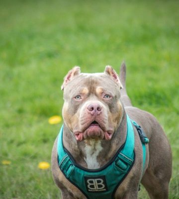 Dog Bites in California