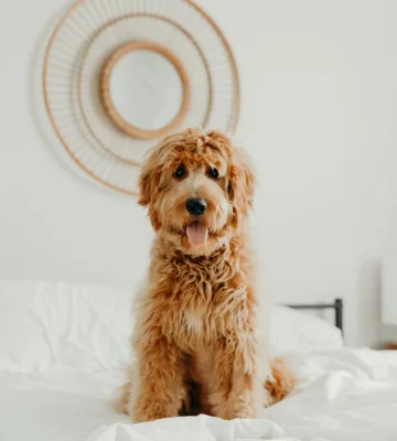 Goldendoodle